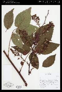 Rubus canadensis image