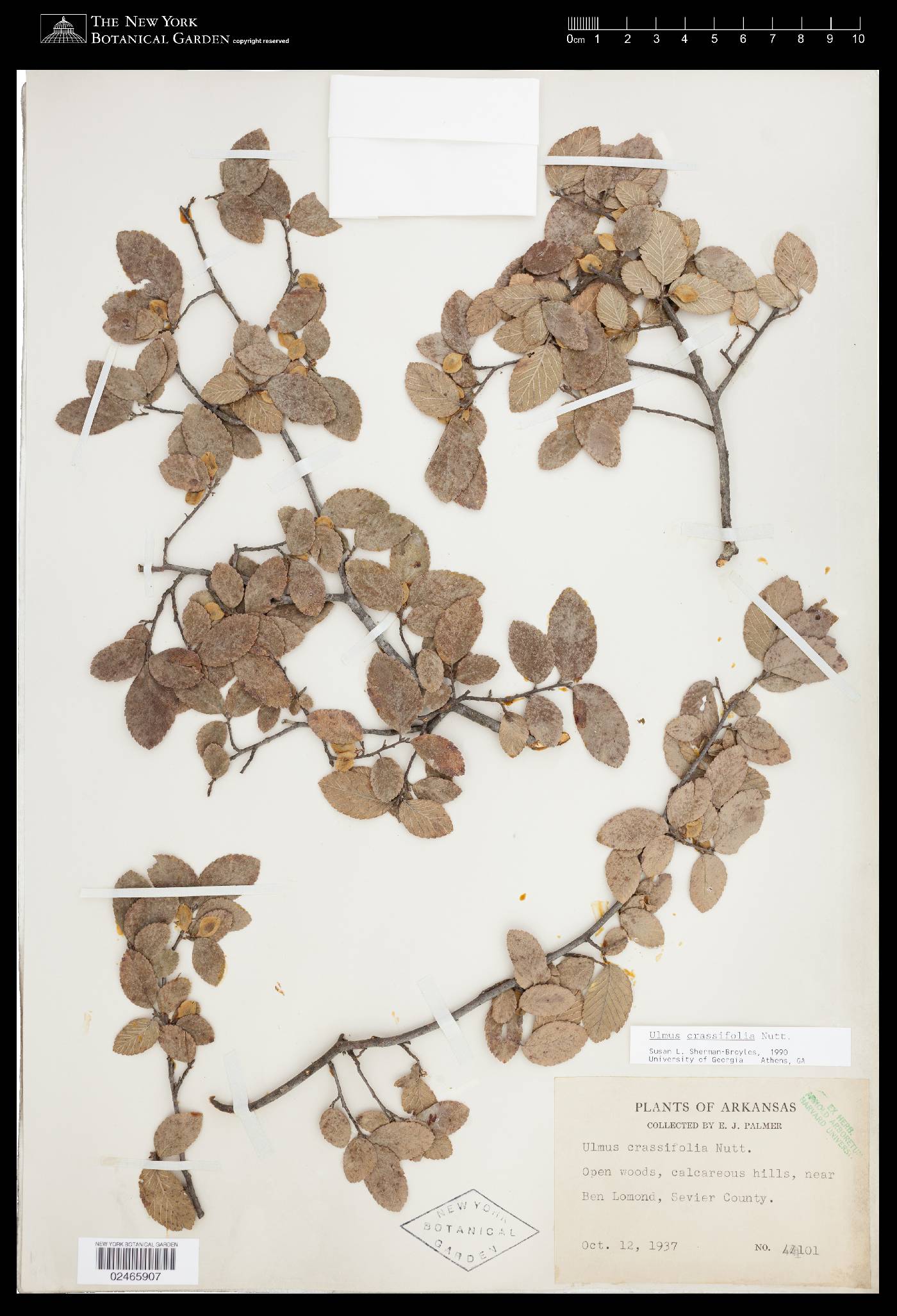 Ulmus crassifolia image