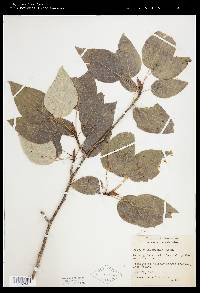 Populus balsamifera image