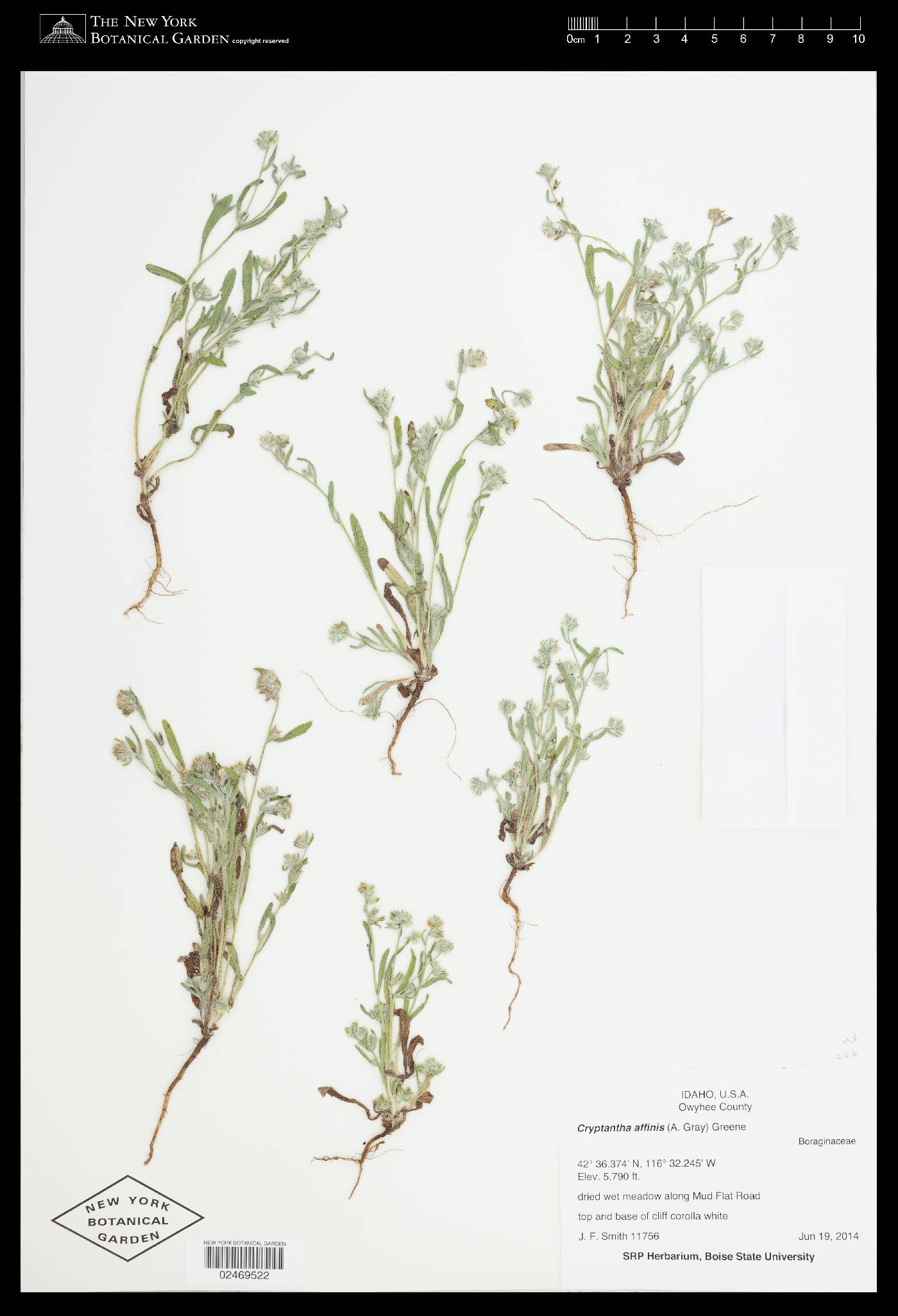 Cryptantha affinis image