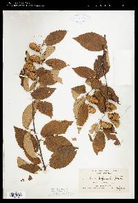 Betula alleghaniensis image