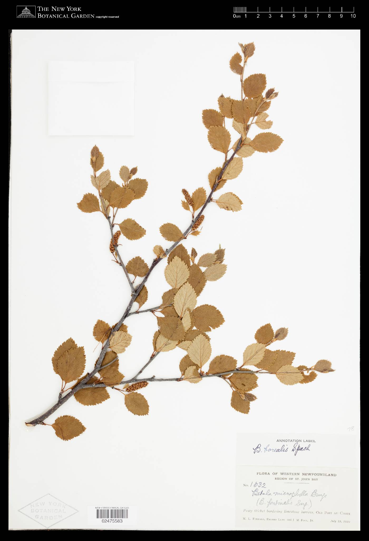 Betula borealis image