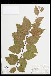 Betula lenta image