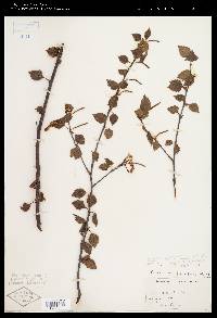 Betula papyrifera image