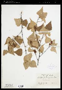 Betula populifolia image