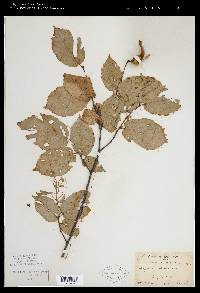 Corylus cornuta image