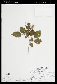 Corylus cornuta image