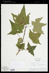 Acer longipes image