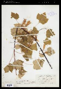 Acer glabrum image