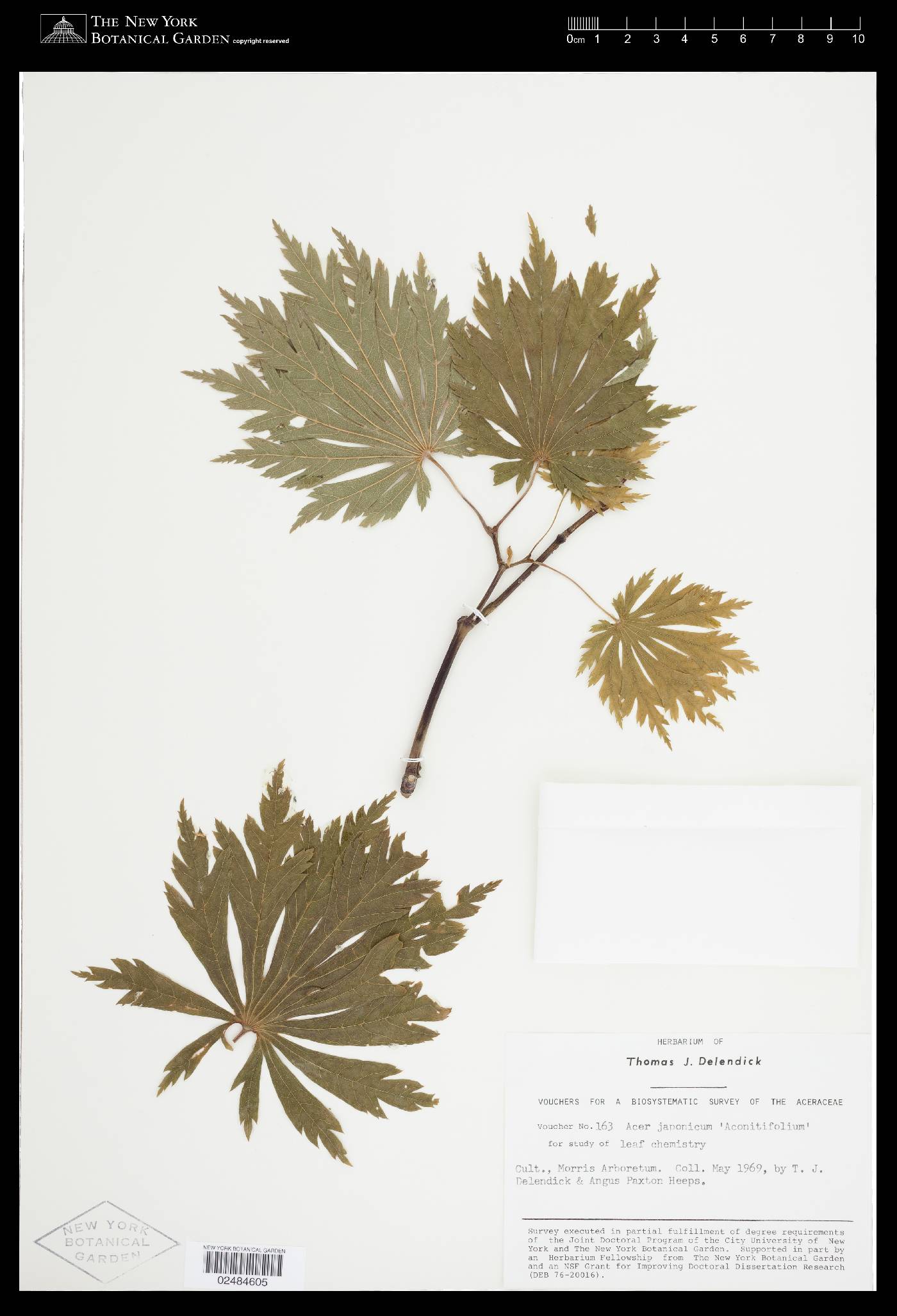 Acer japonicum var. aconitifolium image