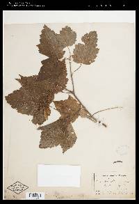 Acer spicatum image