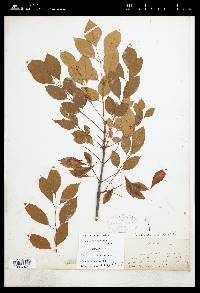 Fraxinus caroliniana image