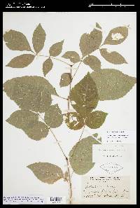 Fraxinus smallii image