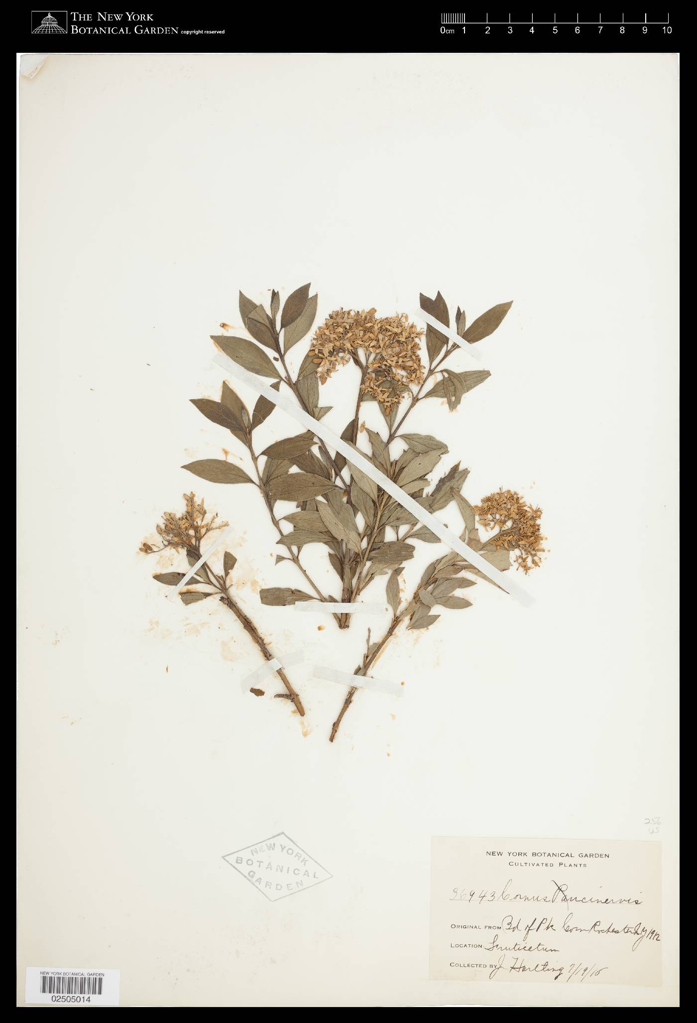 Cornus paucinervis image