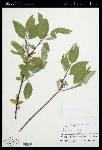 Cornus sericea subsp. sericea image