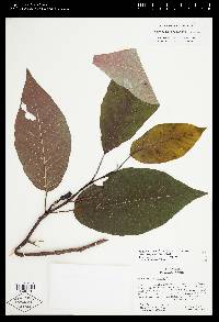 Magnolia acuminata image