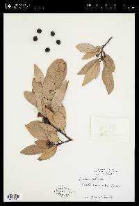 Persea littoralis image