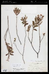 Kalmia microphylla image