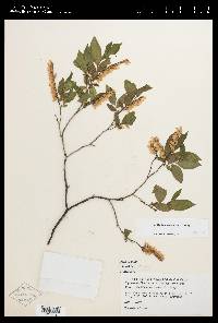 Leucothoe racemosa image