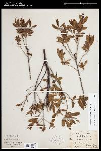 Rhododendron canadense image