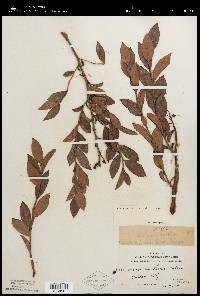 Vaccinium vacillans image