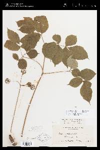 Aralia nudicaulis image