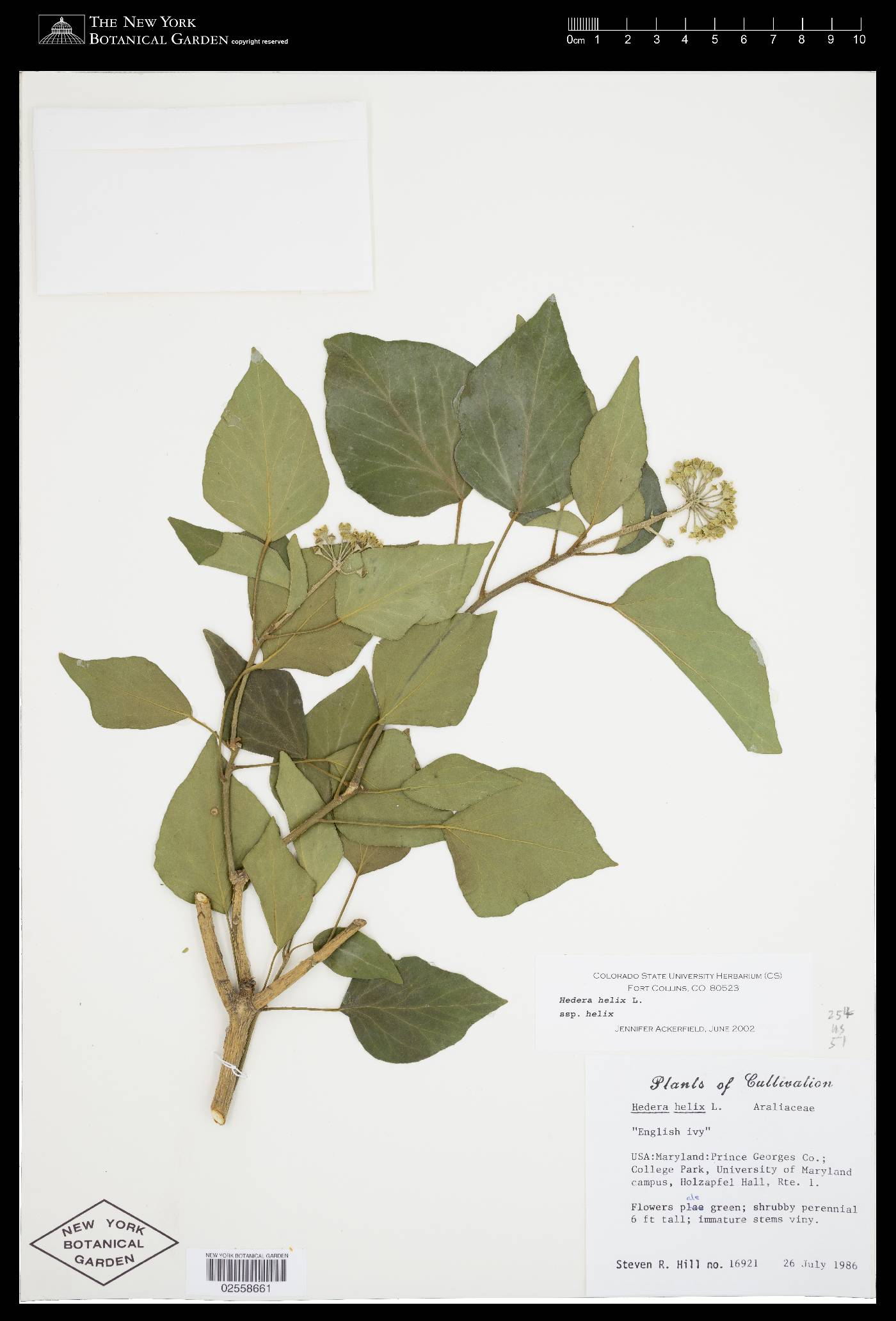 Hedera helix subsp. helix image