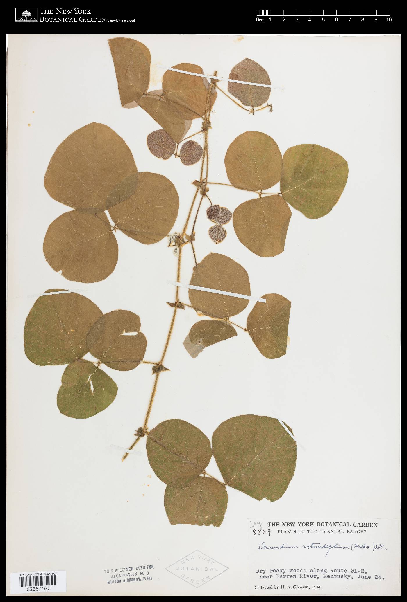 Desmodium michauxii image
