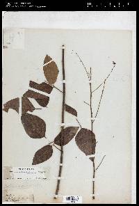 Desmodium rhombifolium image