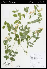 Lathyrus ochroleucus image