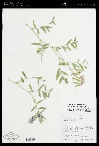 Lathyrus brachycalyx subsp. zionis image