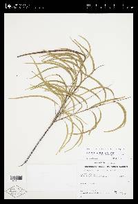 Chilopsis linearis image