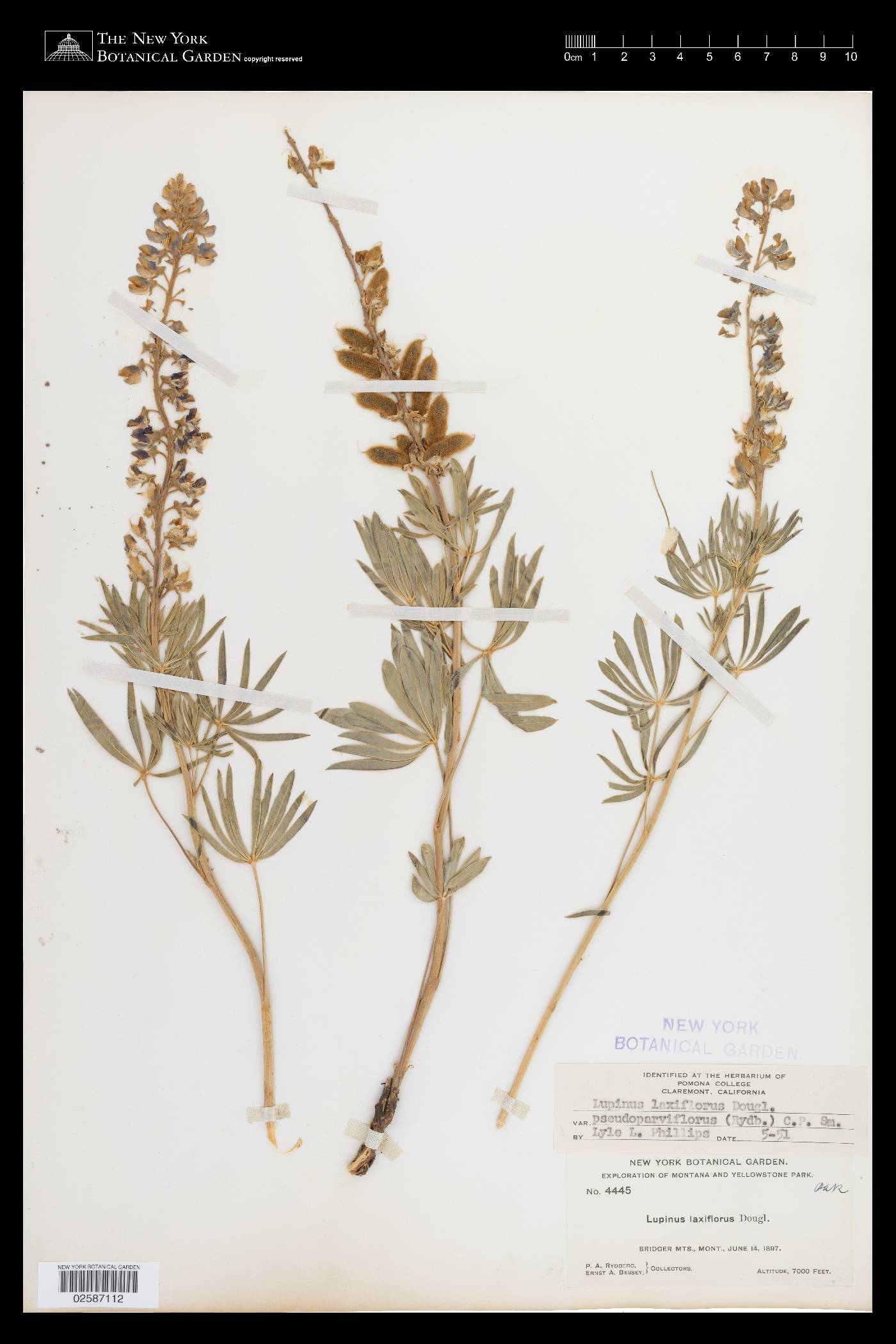 Lupinus arbustus var. arbustus image