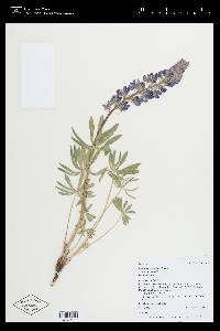 Lupinus argenteus var. argenteus image