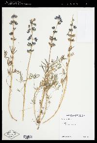 Lupinus nanus image