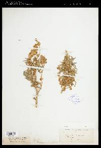 Lupinus sericeus image