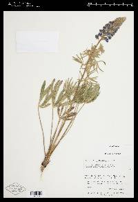 Lupinus sulphureus var. subsaccatus image