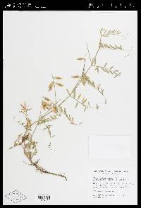 Vicia ludoviciana image