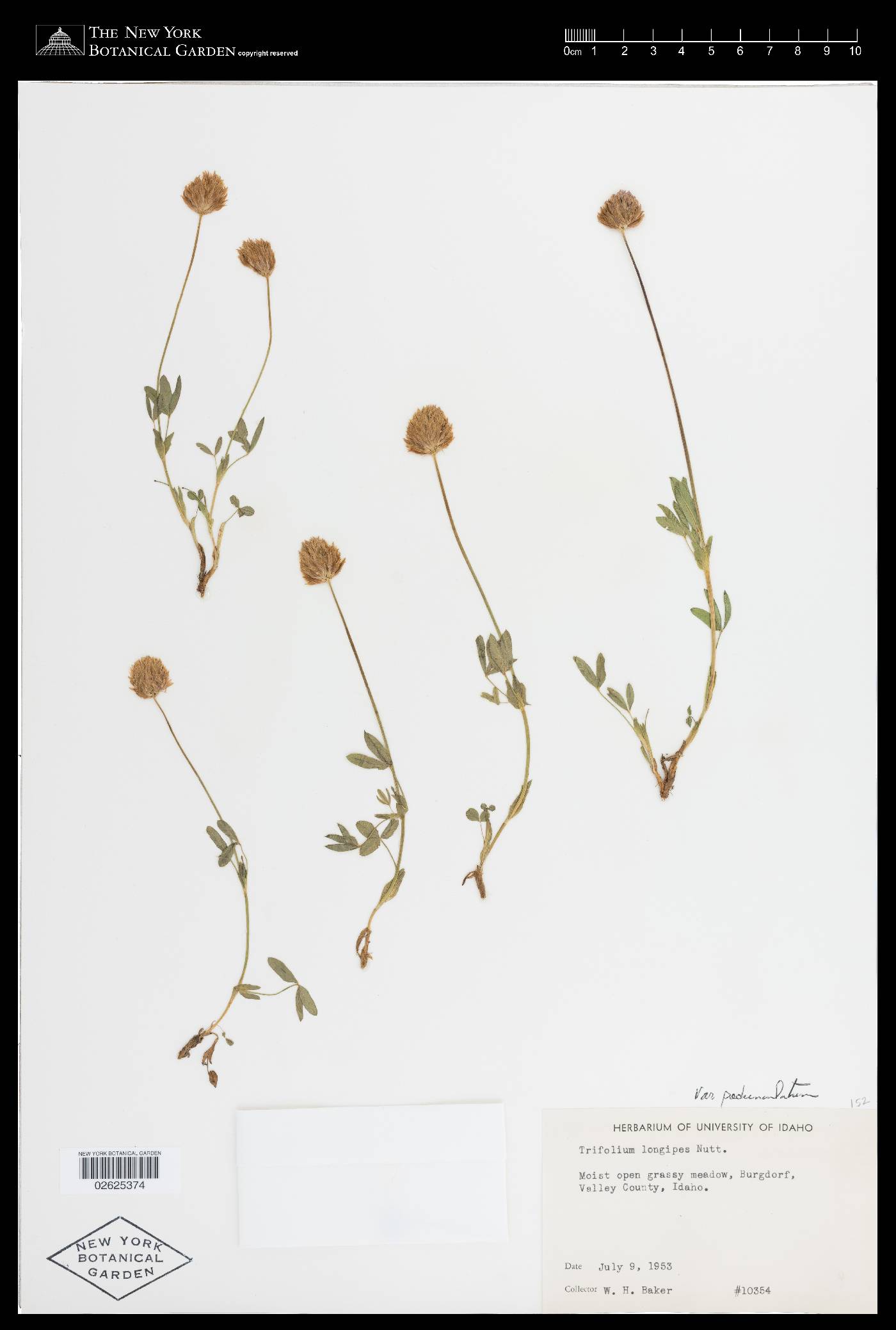 Trifolium longipes subsp. pendunculatum image