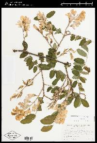 Robinia hispida image