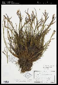 Image of Sisyrinchium fuscatum