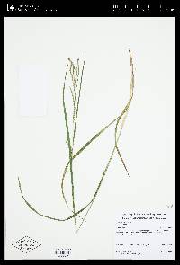 Carex debilis var. rudgei image