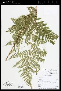 Dryopteris expansa image