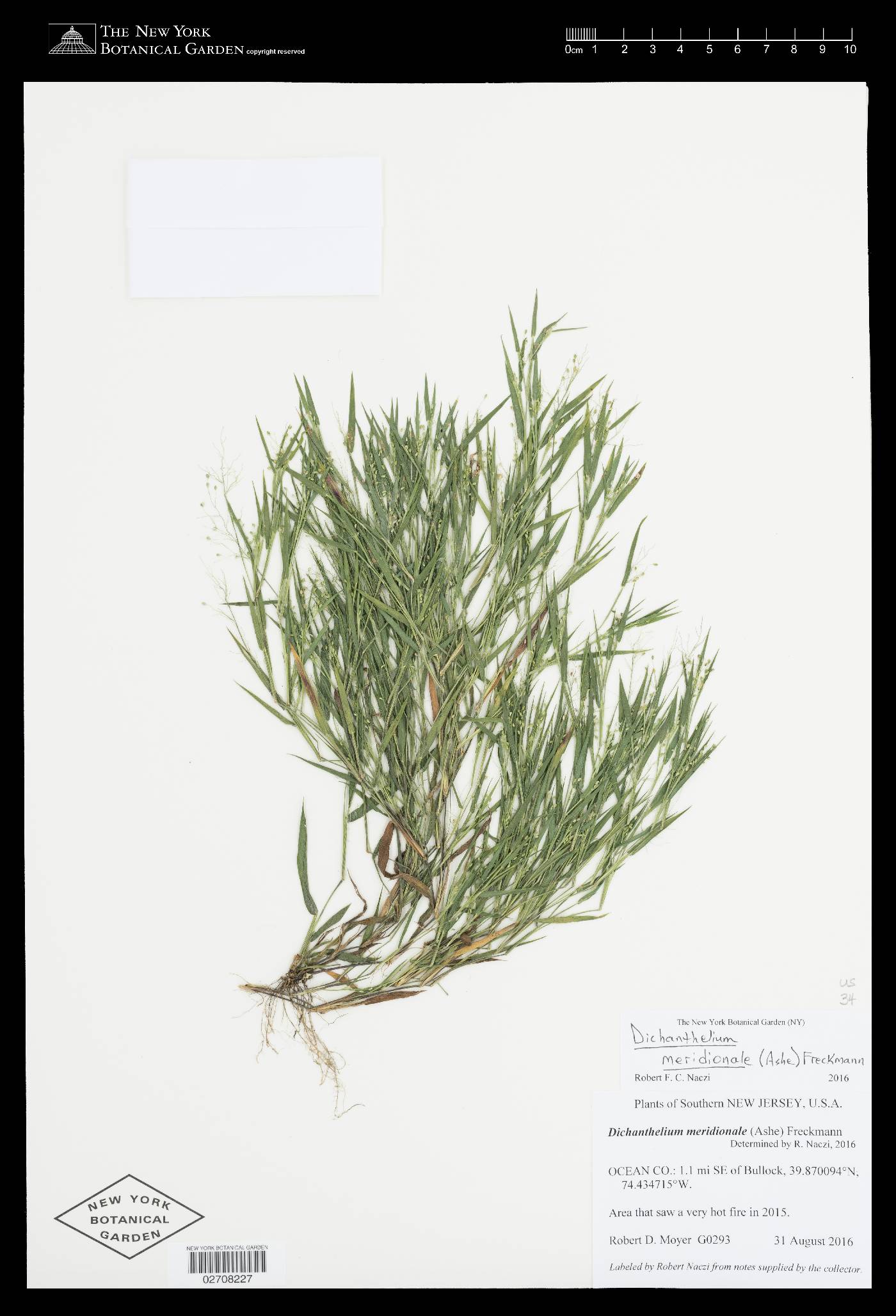 Dichanthelium meridionale image