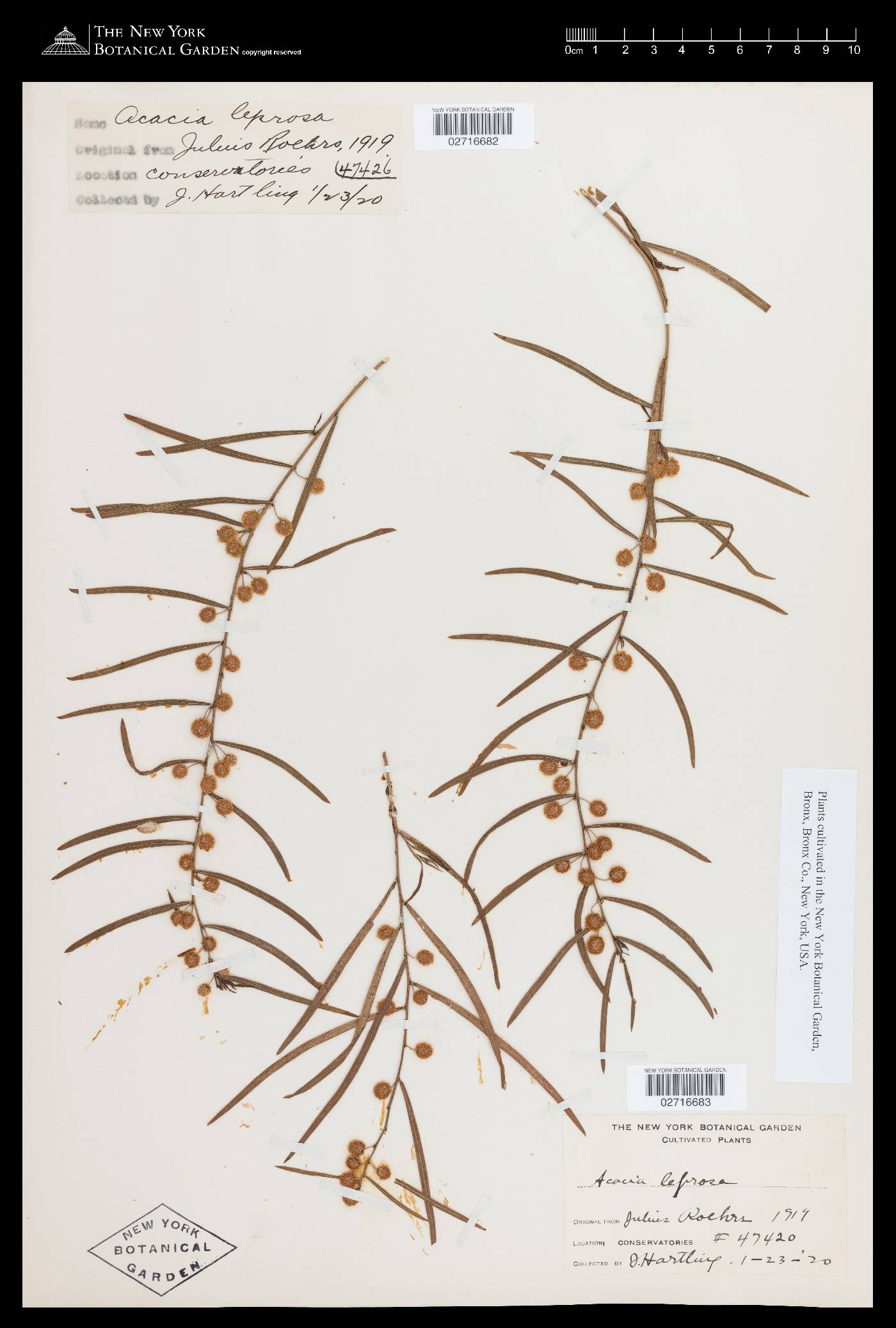 Acacia leprosa image