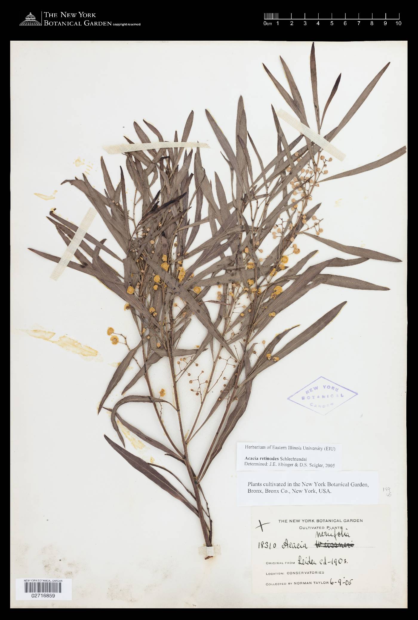 Acacia retinodes image