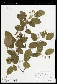 Amelanchier laevis image