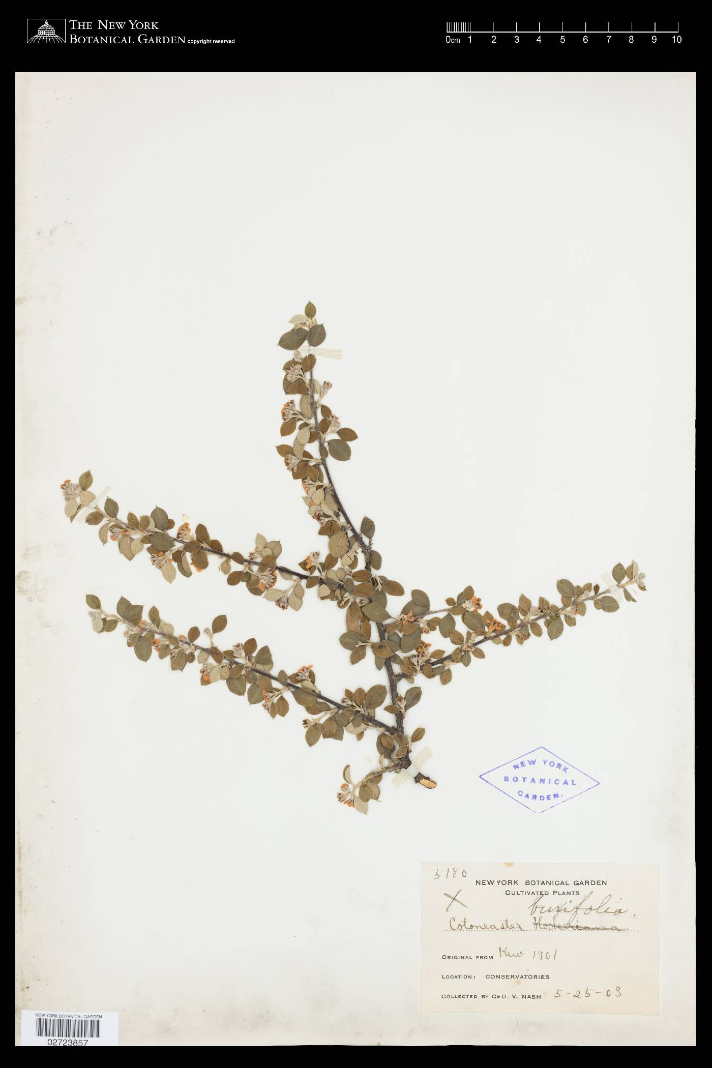 Cotoneaster buxifolius image
