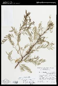 Prosopis glandulosa image