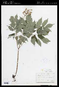 Actaea pachypoda image